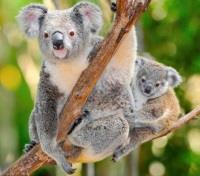 The Australian Koala